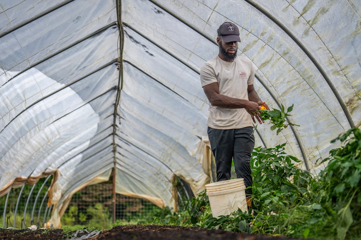 Farmer harvesting vegetables inside a greenhouse